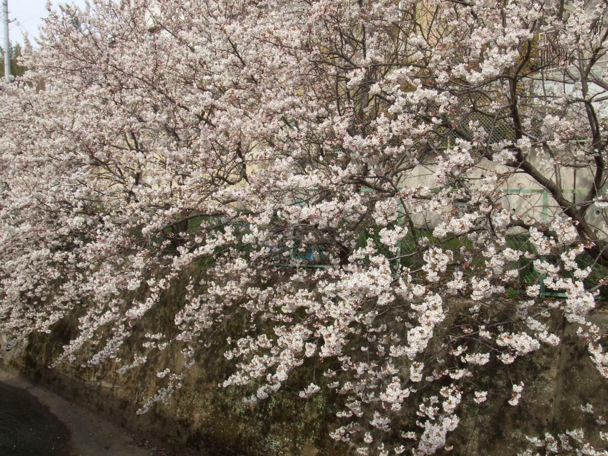 Narutaki Keisenso Quioto